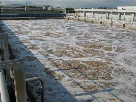 GIÁ THỂ SINH HỌC BIO CHIP